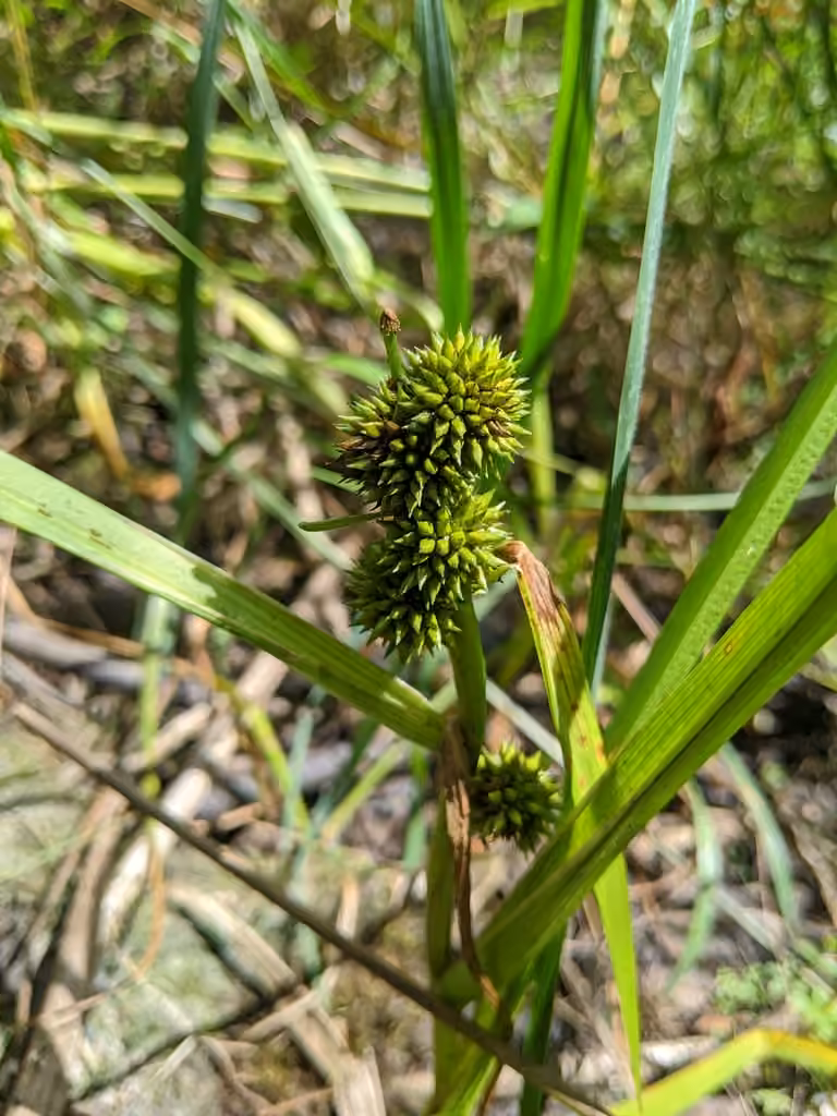 Clustered bur-reed, photo 3 of 5