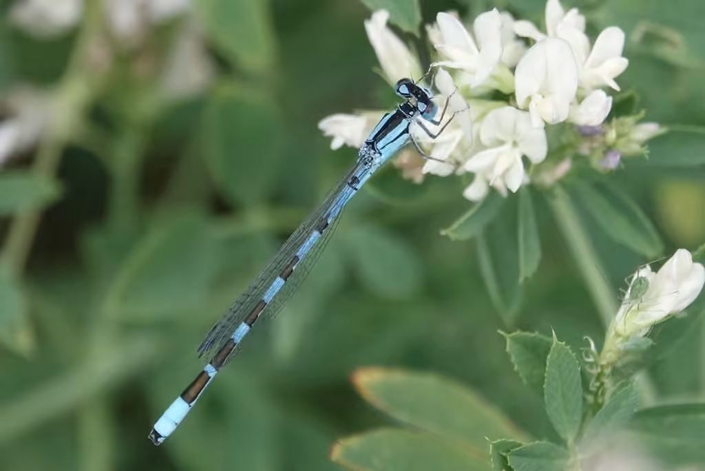 Alkali Bluet, Male
