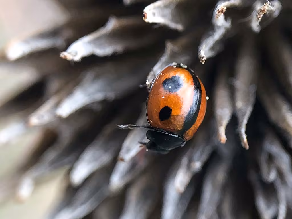 Coccinelle septentrionale, photo 2 sur 5
