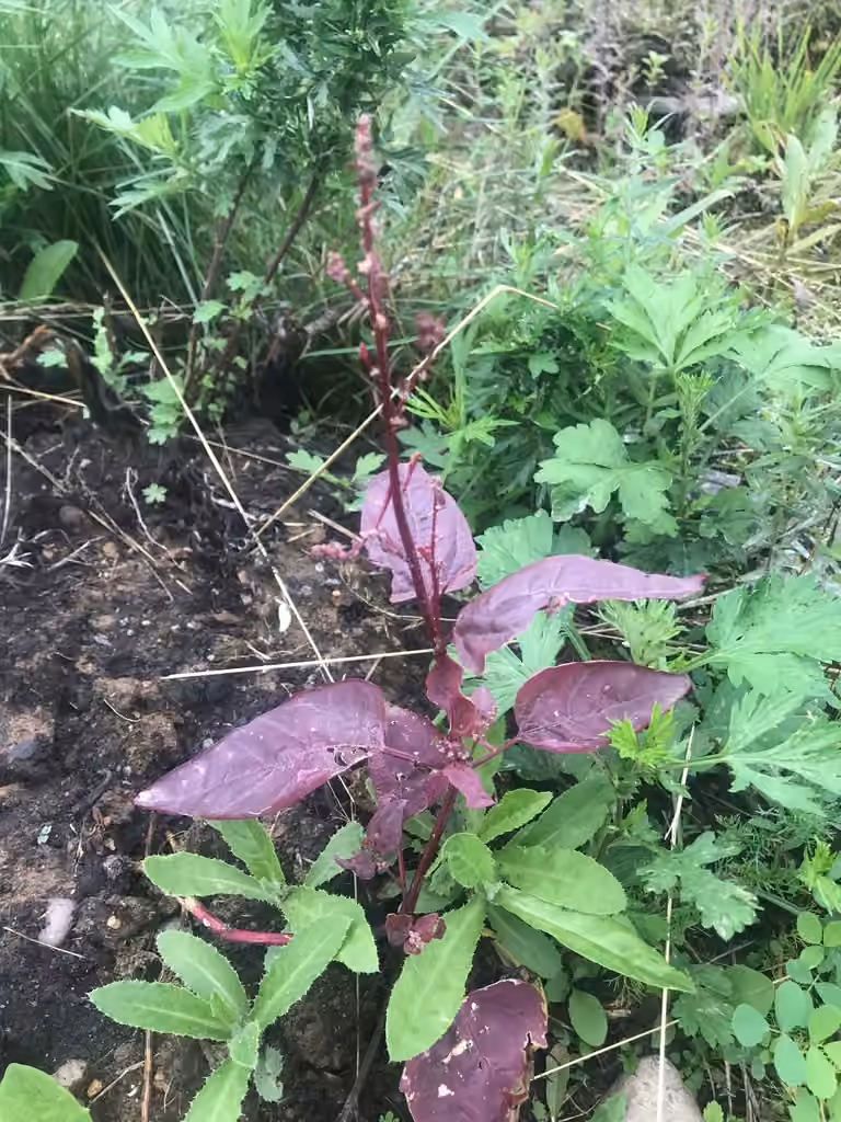 Garden orache, In flower