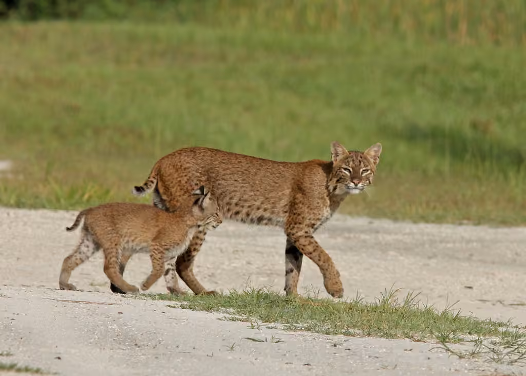 Lynx roux
