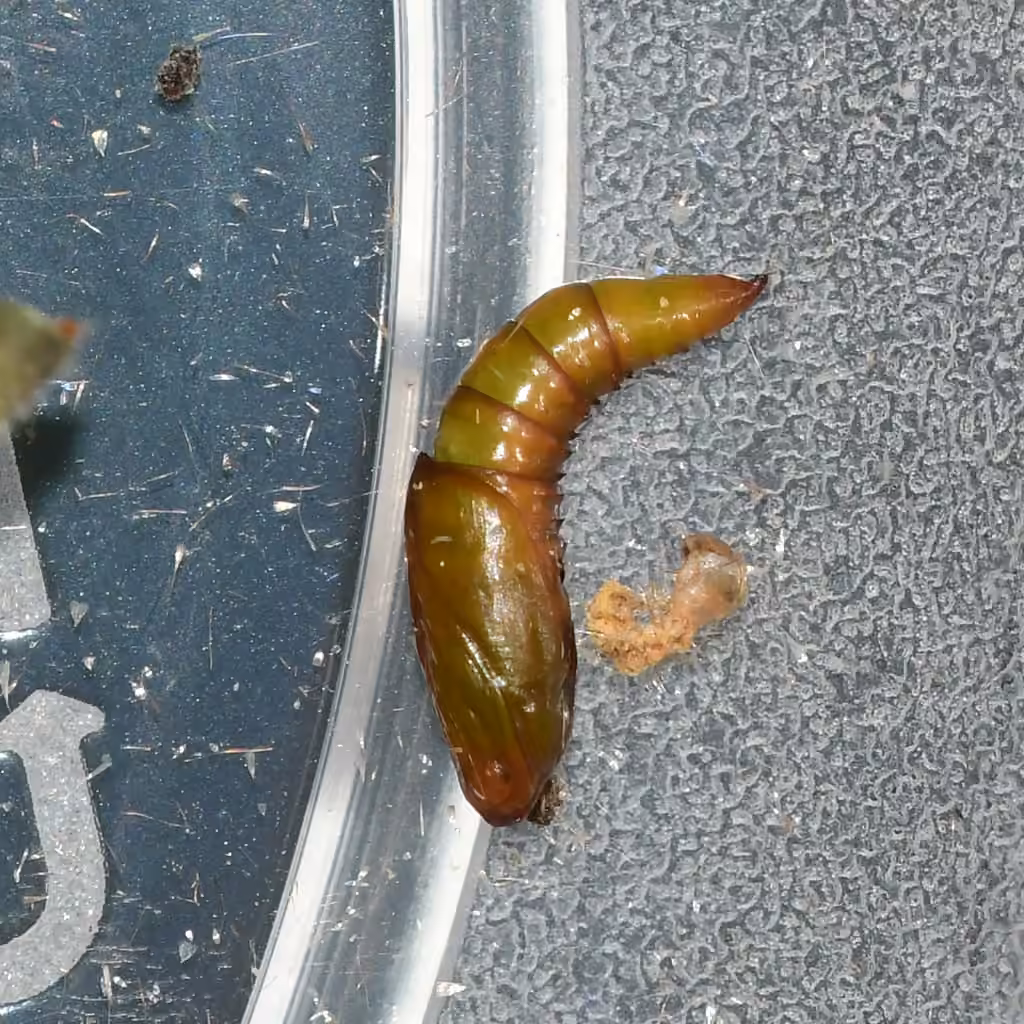 Broken-lined Zomaria Moth, Pupe