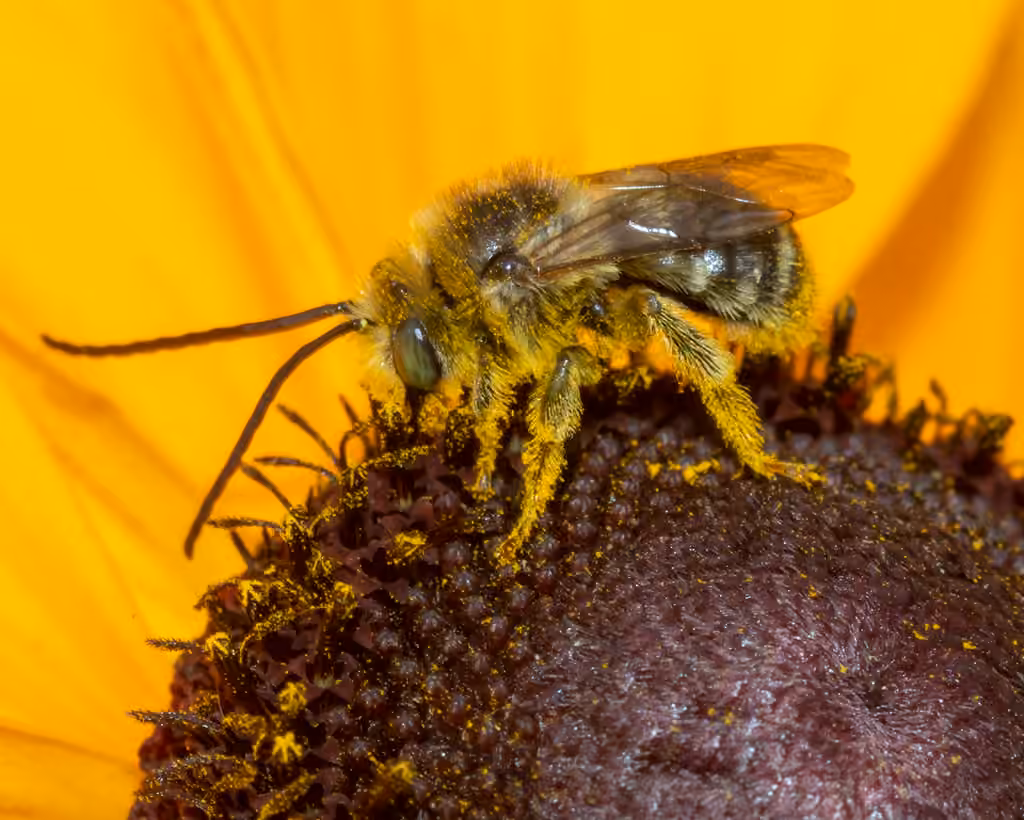 Valiant Long-horned Bee, Male