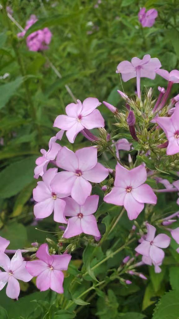 Phlox paniculé, En fruits