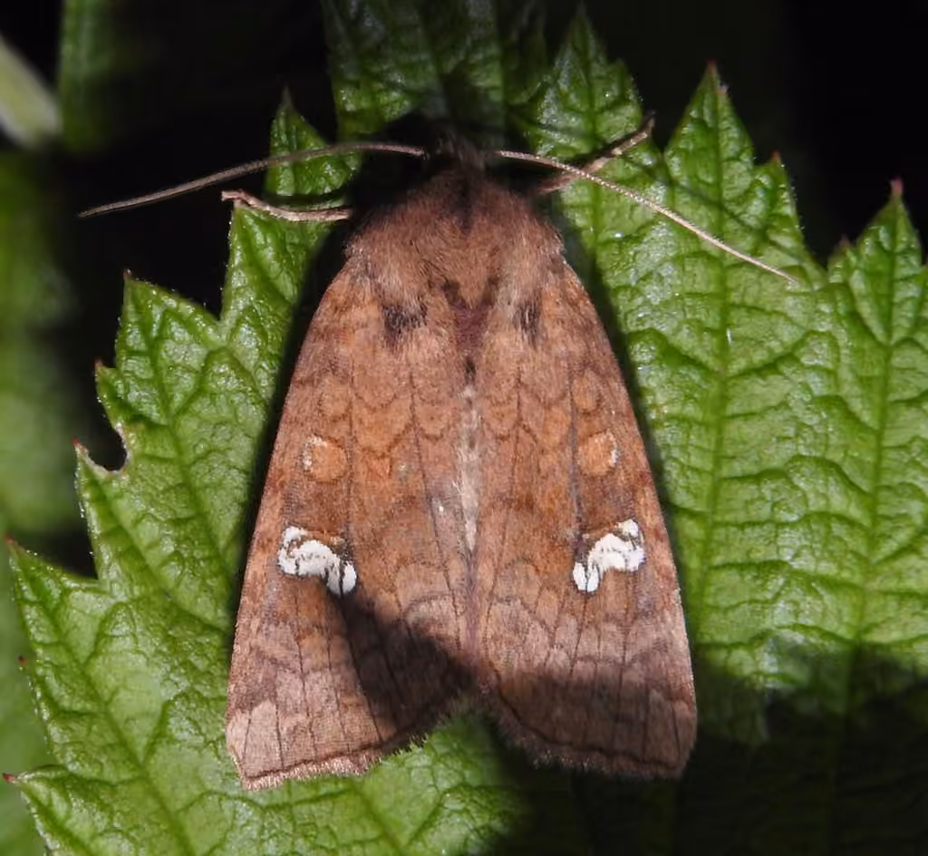 American Ear Moth, Femelle