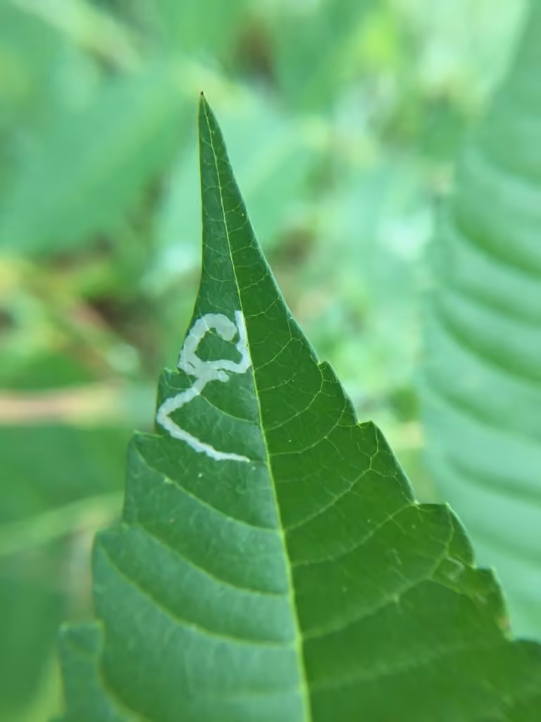 Sumac Leaf Blotch Miner Moth, Leaf mine