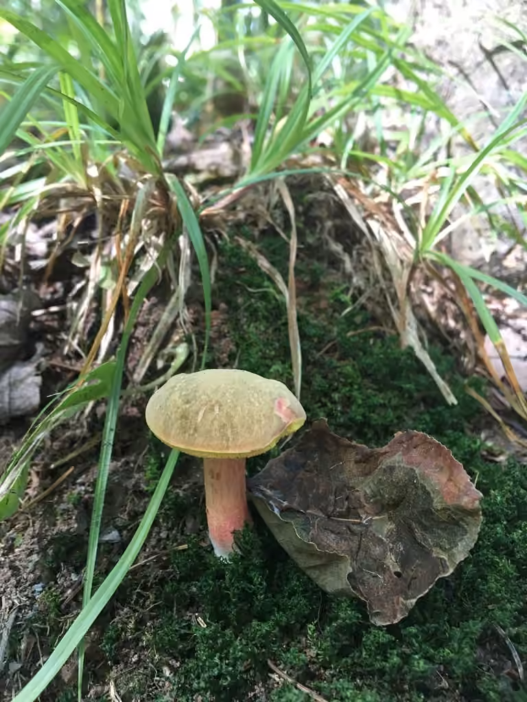 Xerocomellus truncatus