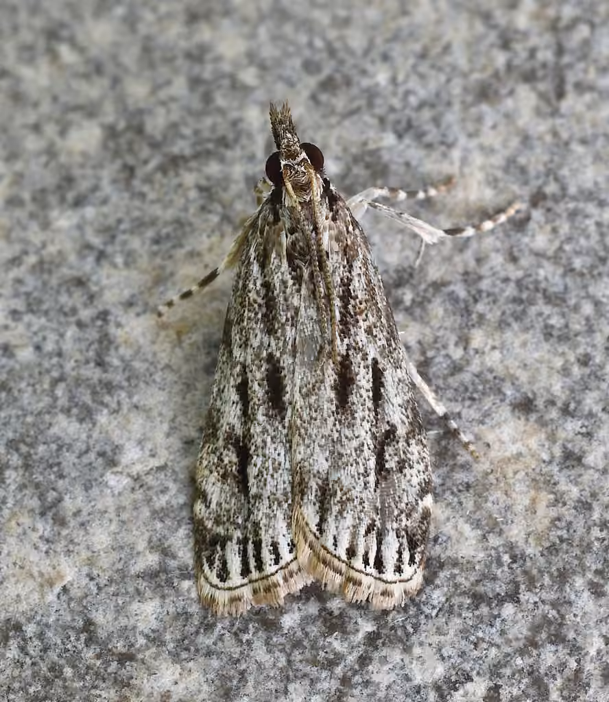 Striped Eudonia Moth, photo 1 sur 5