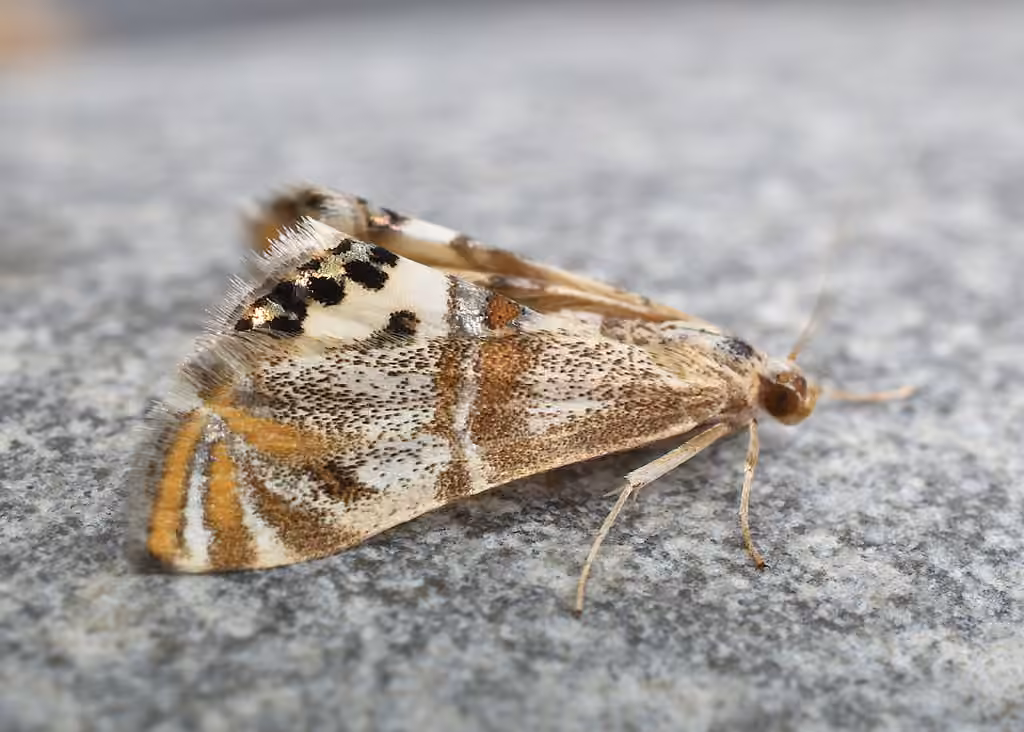 Two-banded Petrophila, photo 1 sur 5