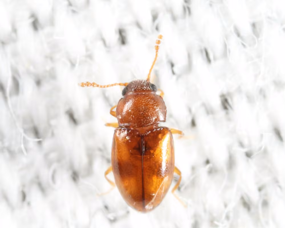 Beautiful Pleasing Fungus Beetle, photo 3 of 5