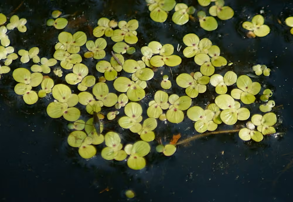 Spirodèle polyrhize