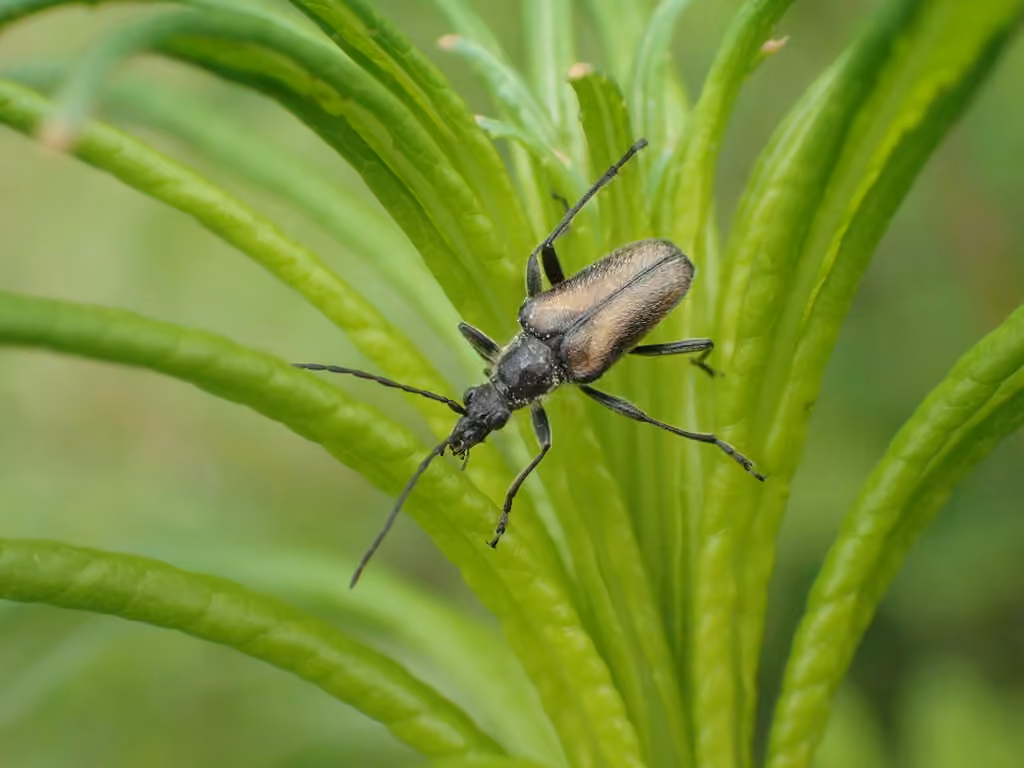 Acméops des prés, photo 1 sur 5