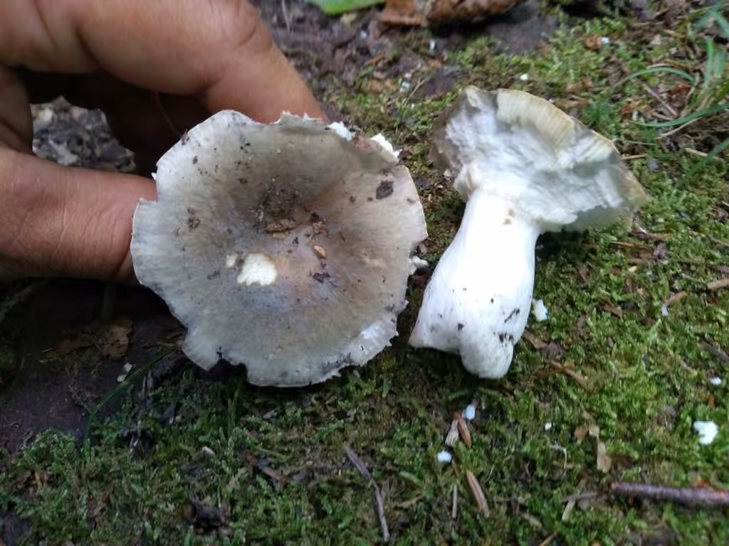 Modest Russula, photo 3 sur 5