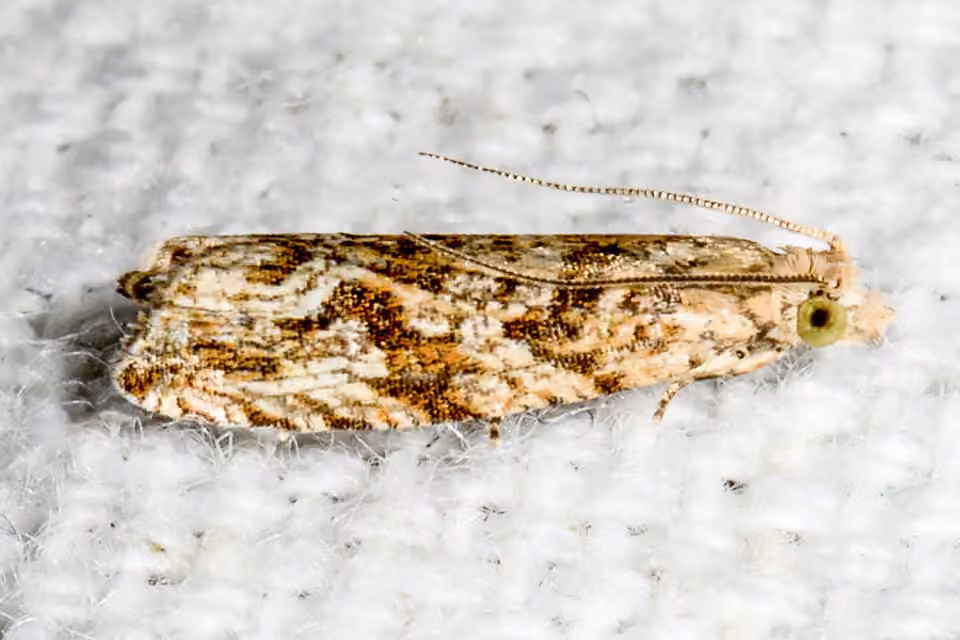 Mottled Marble, Adult