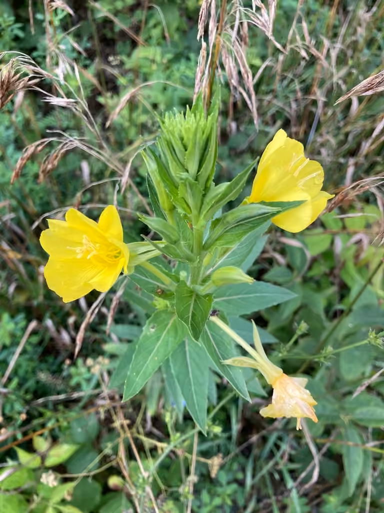 Onagre parviflore, En fleurs