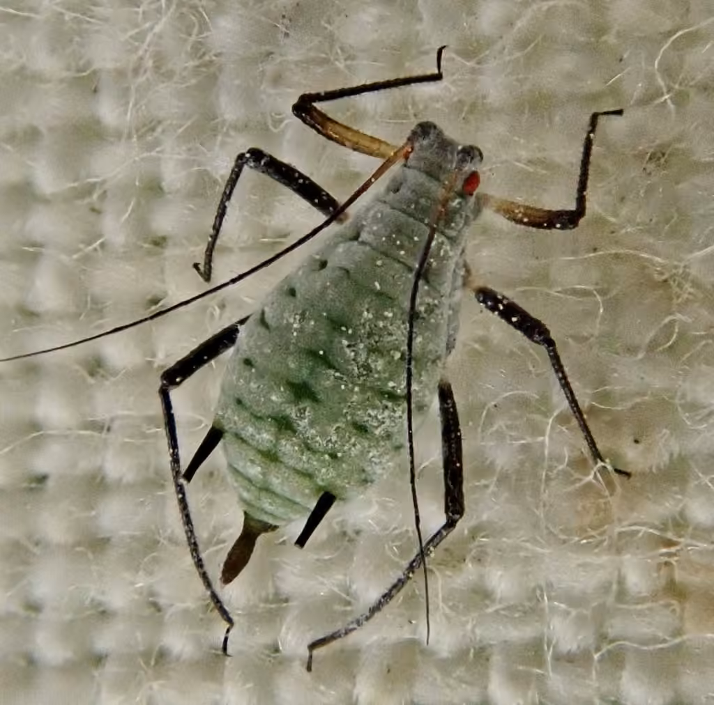 Mugwort Aphid, Adult
