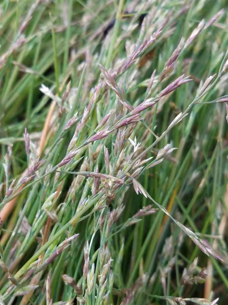 Nootka alkaligrass, photo 2 of 5
