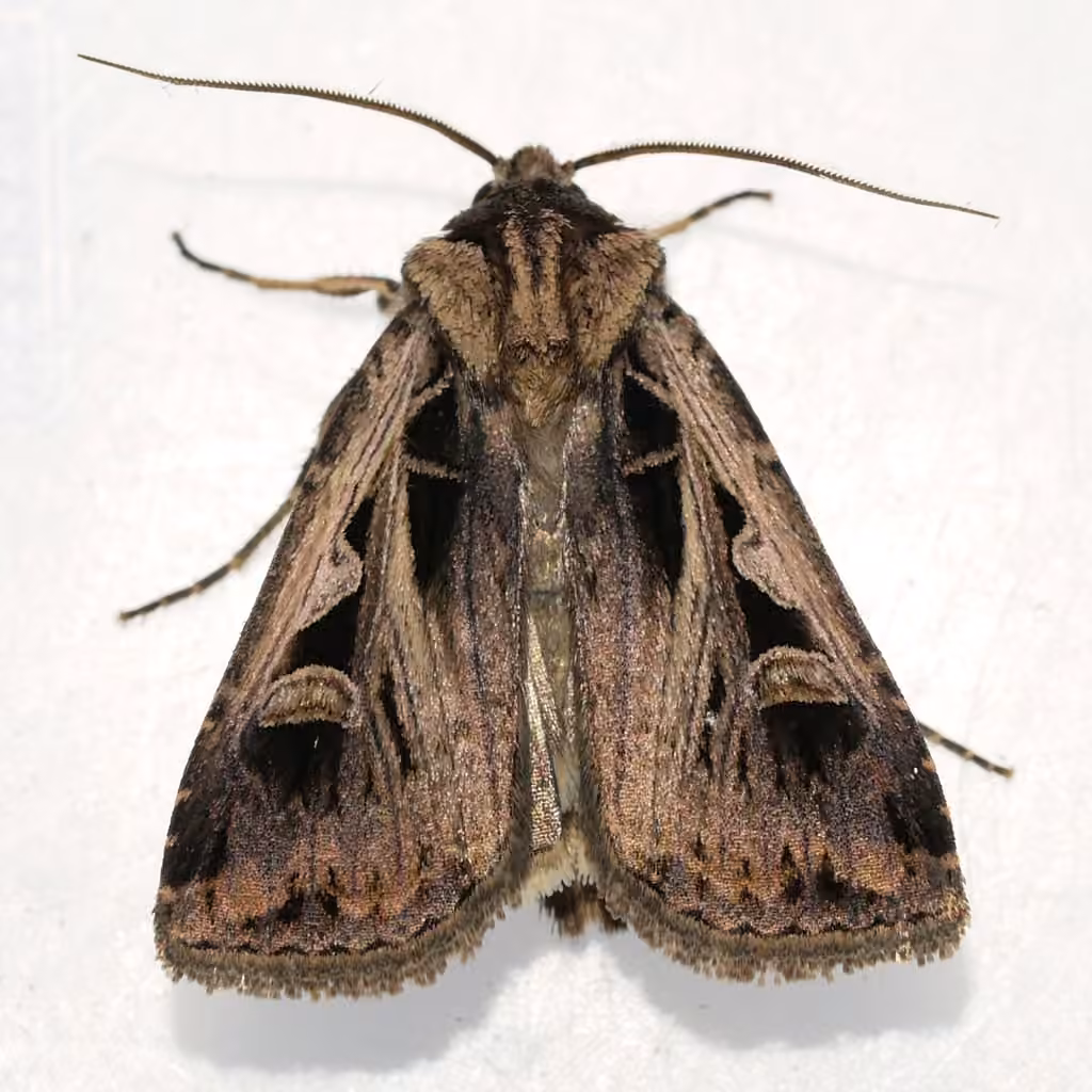 Tricose Dart, photo 2 of 5