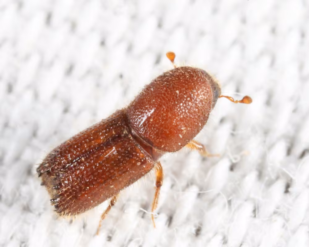 Carving Bark Beetle, photo 2 of 5