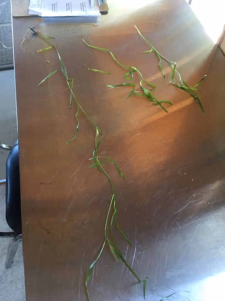 Potamot zostériforme, En fleurs