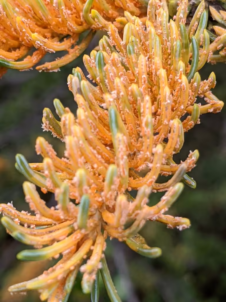 Rouille des aiguilles de l'épinette et du thé du Labrador