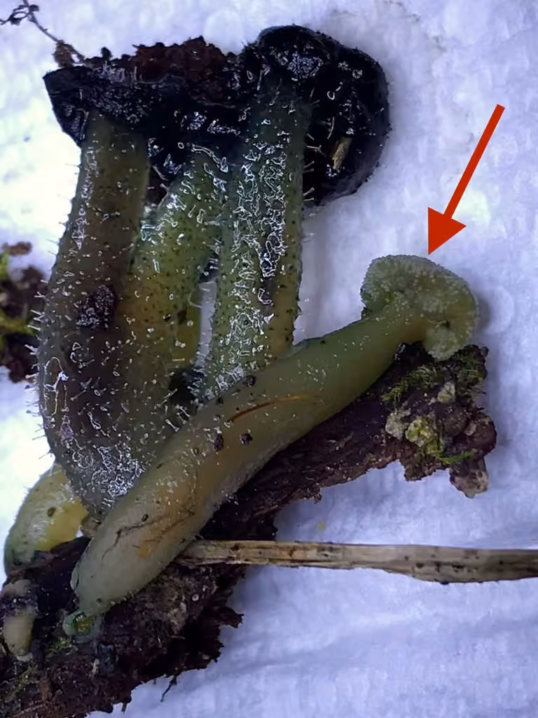 Hypomyces leotiicola, photo 3 of 5