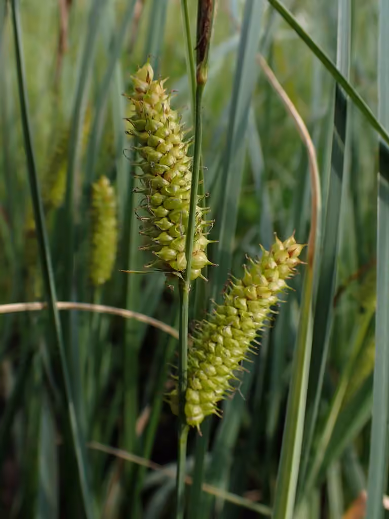 Carex rostré, photo 1 sur 5