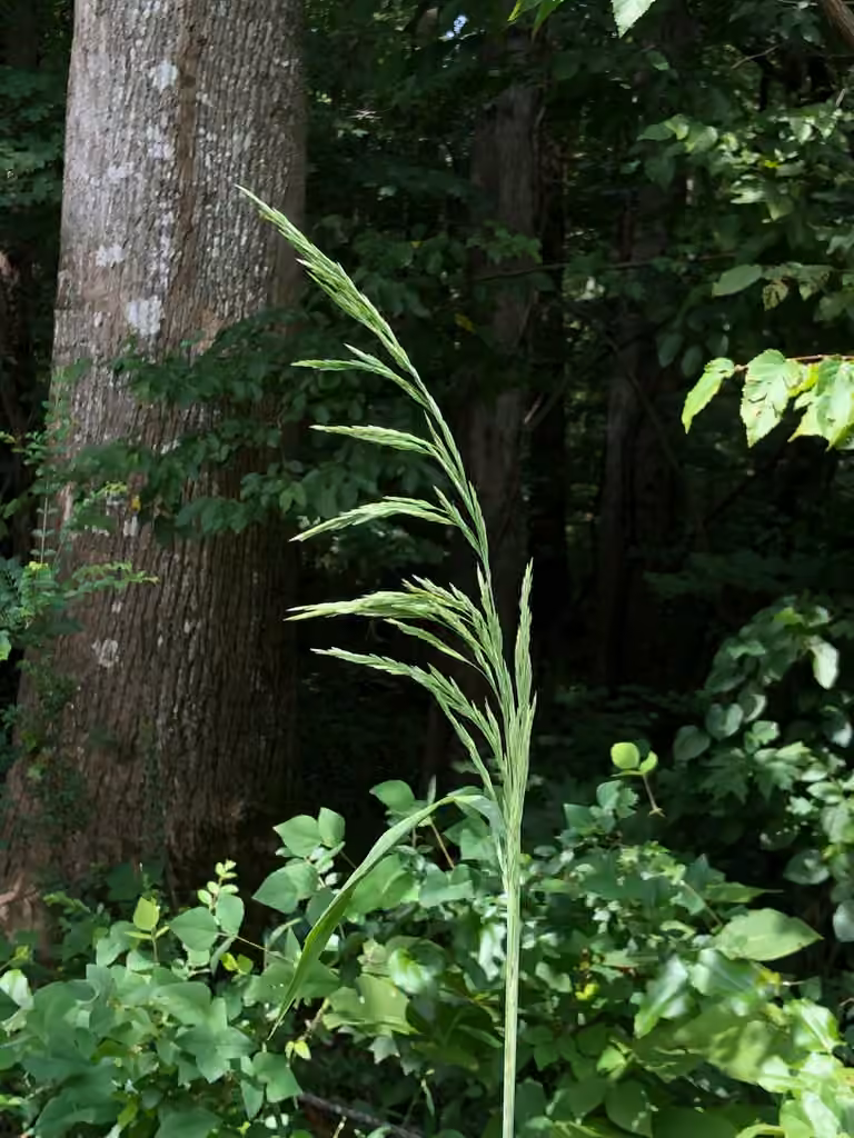Stout wood reed-grass, photo 1 of 5