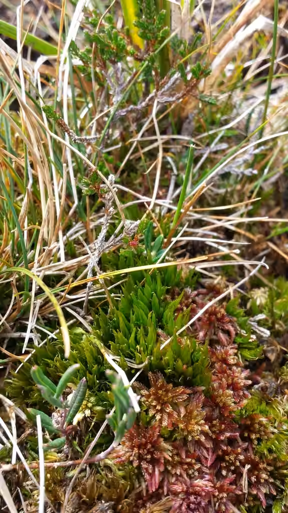 Dicrane ondulé, photo 2 sur 5