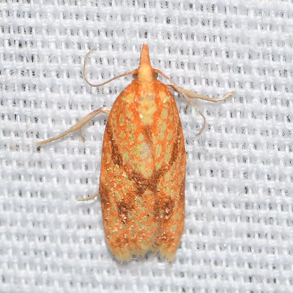 Sparganothis Fruitworm Moth, photo 3 of 5