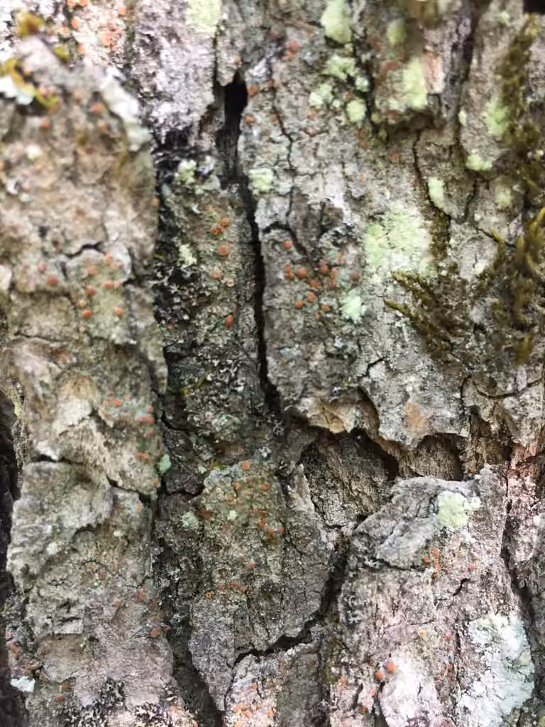 Lichen pastille caramel, photo 2 sur 5