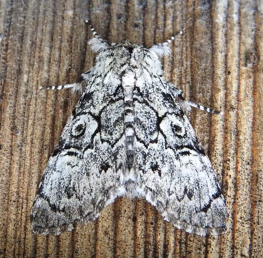 Laugher Moth, photo 1 sur 5