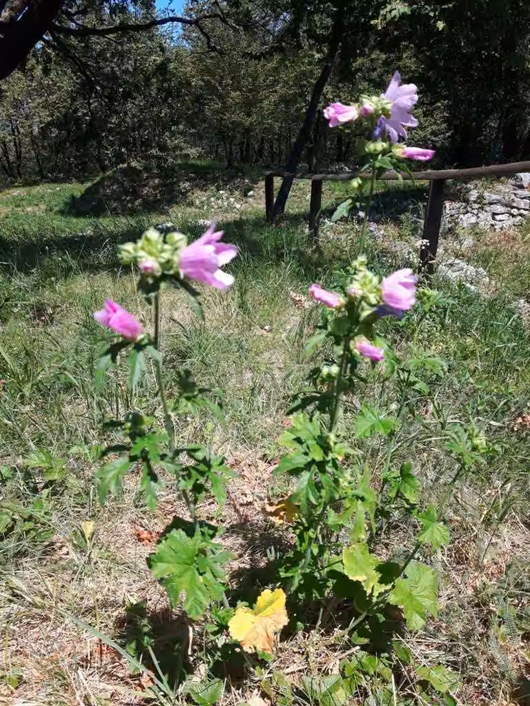Vervain mallow