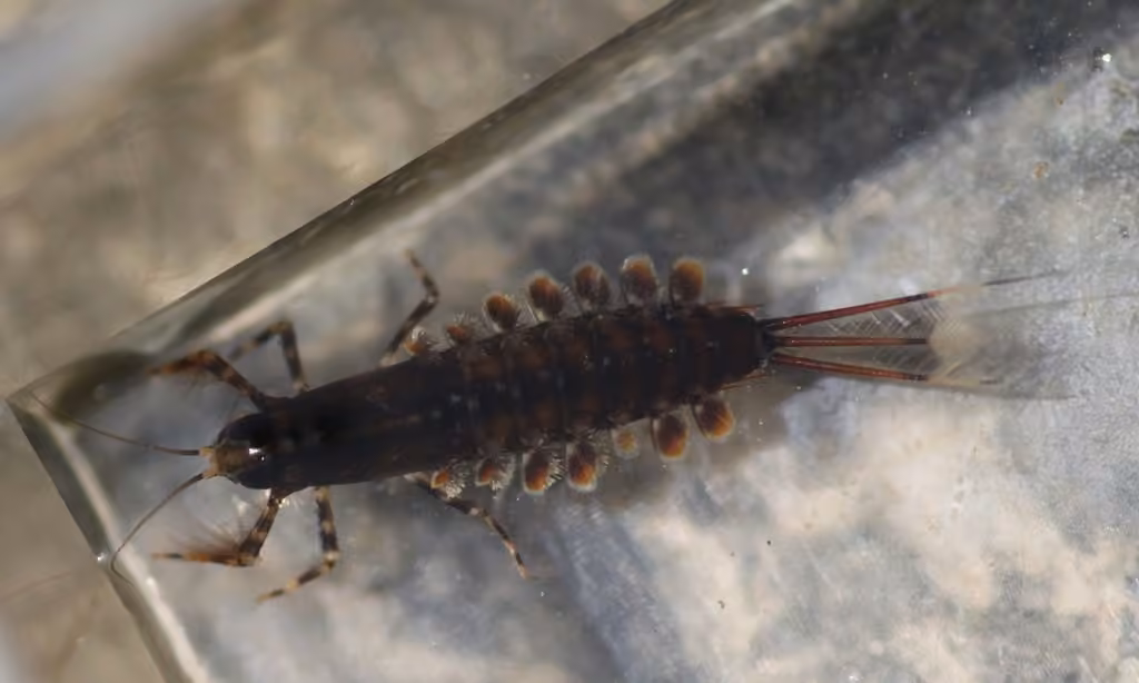 Isonychie bicolore, Nymphe
