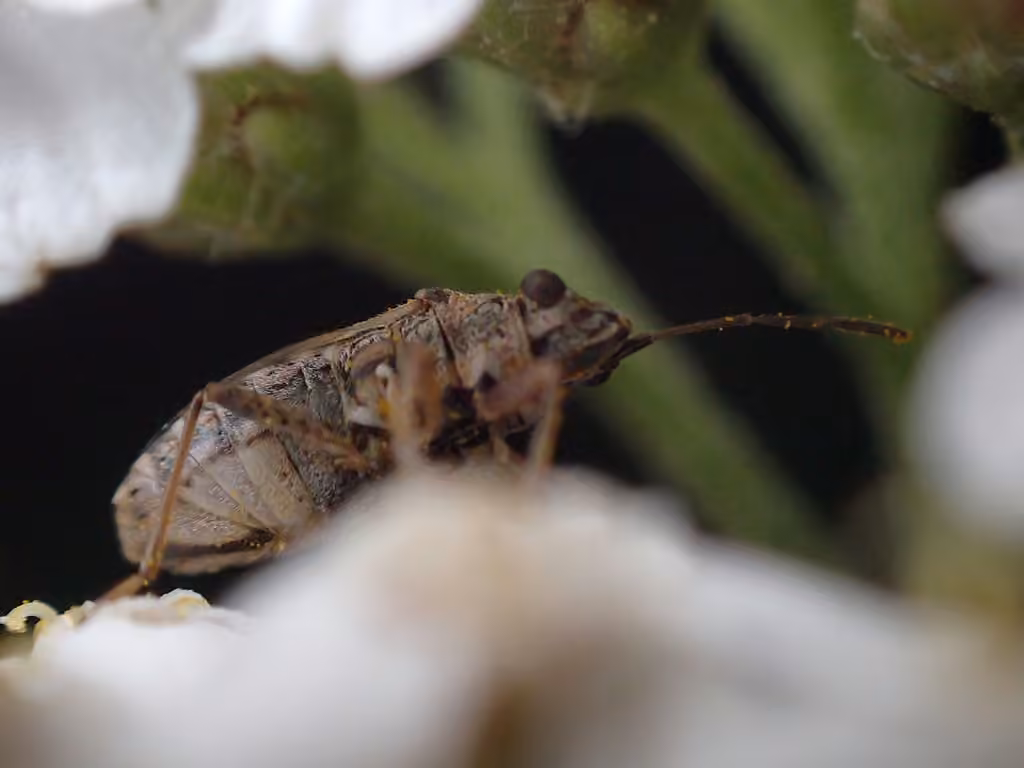 Wolff's groundbug, photo 2 of 5