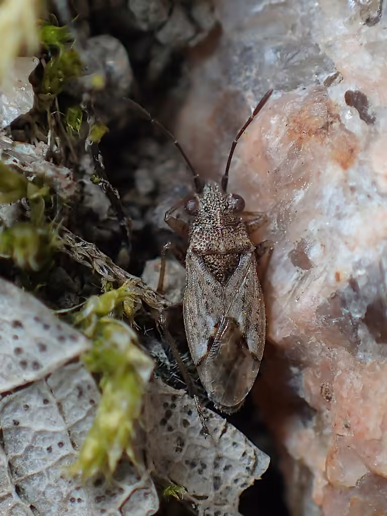 Wolff's groundbug, photo 1 of 5