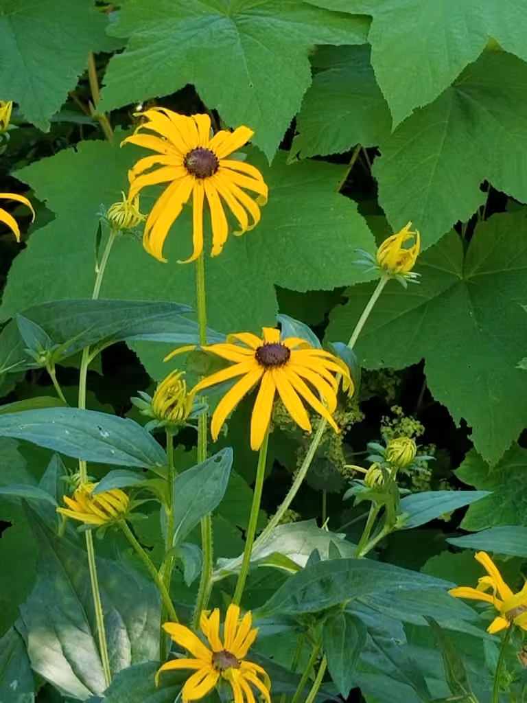 Rudbeckie brillante, En fleurs