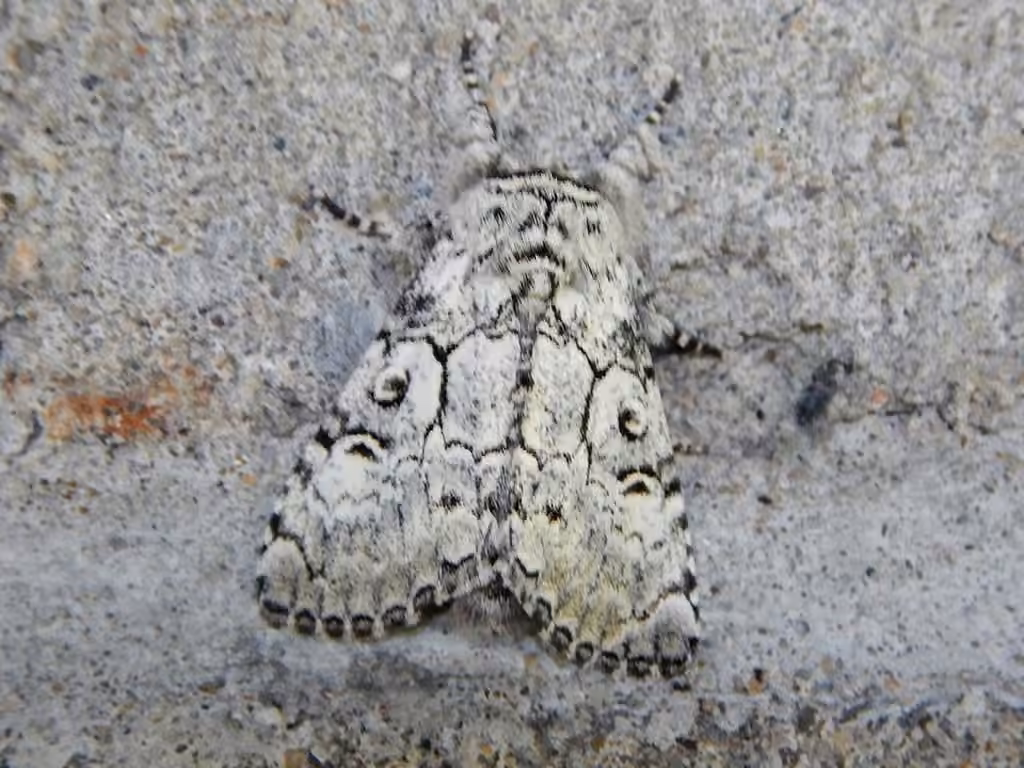 Laugher Moth, photo 3 sur 5