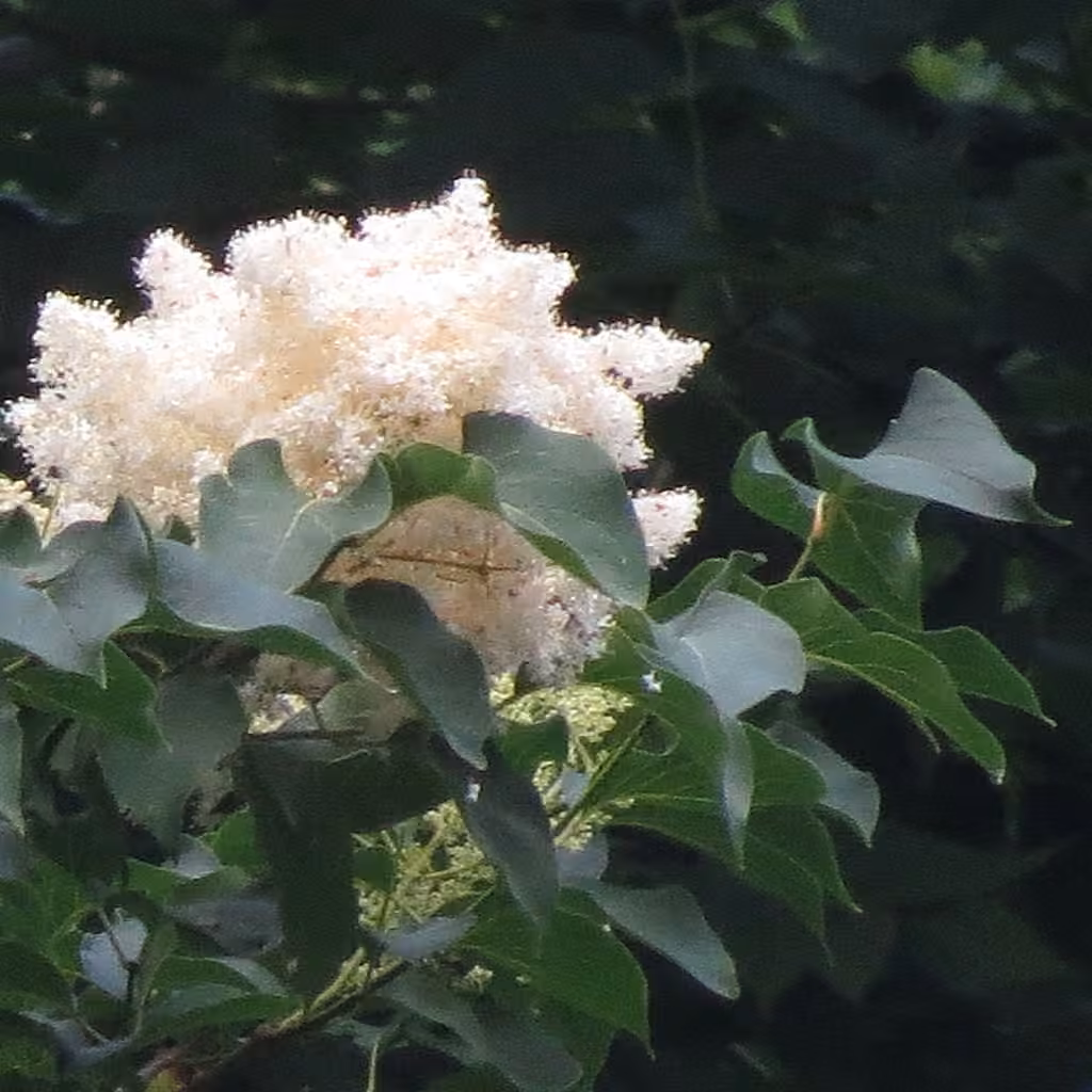 Japanese tree lilac, photo 1 of 5