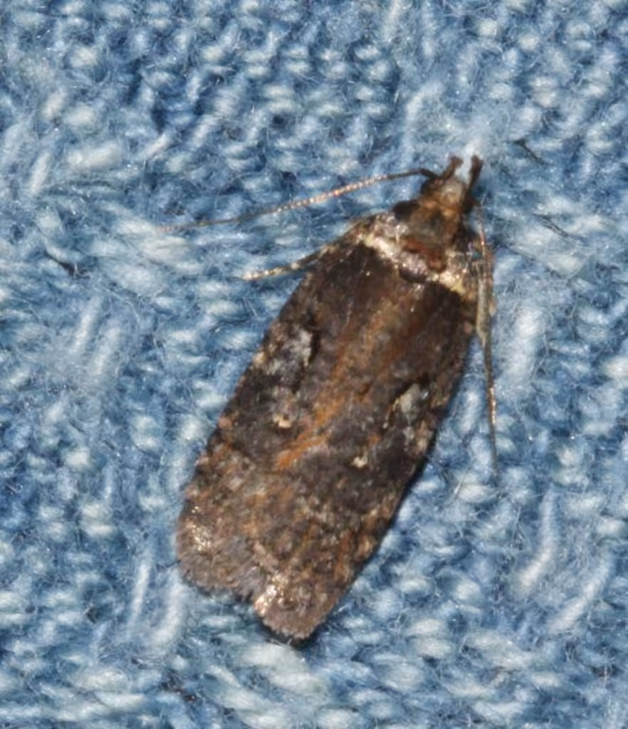 Agonopterix lythrella, Adult