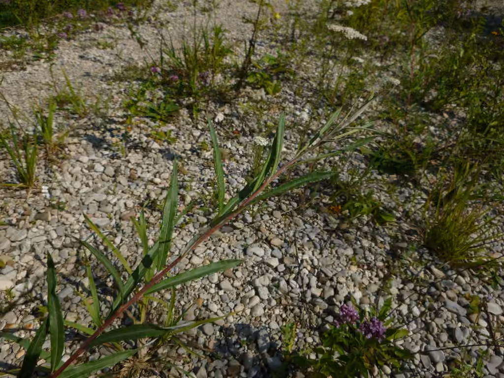 Elaeagnus willow, photo 3 of 4