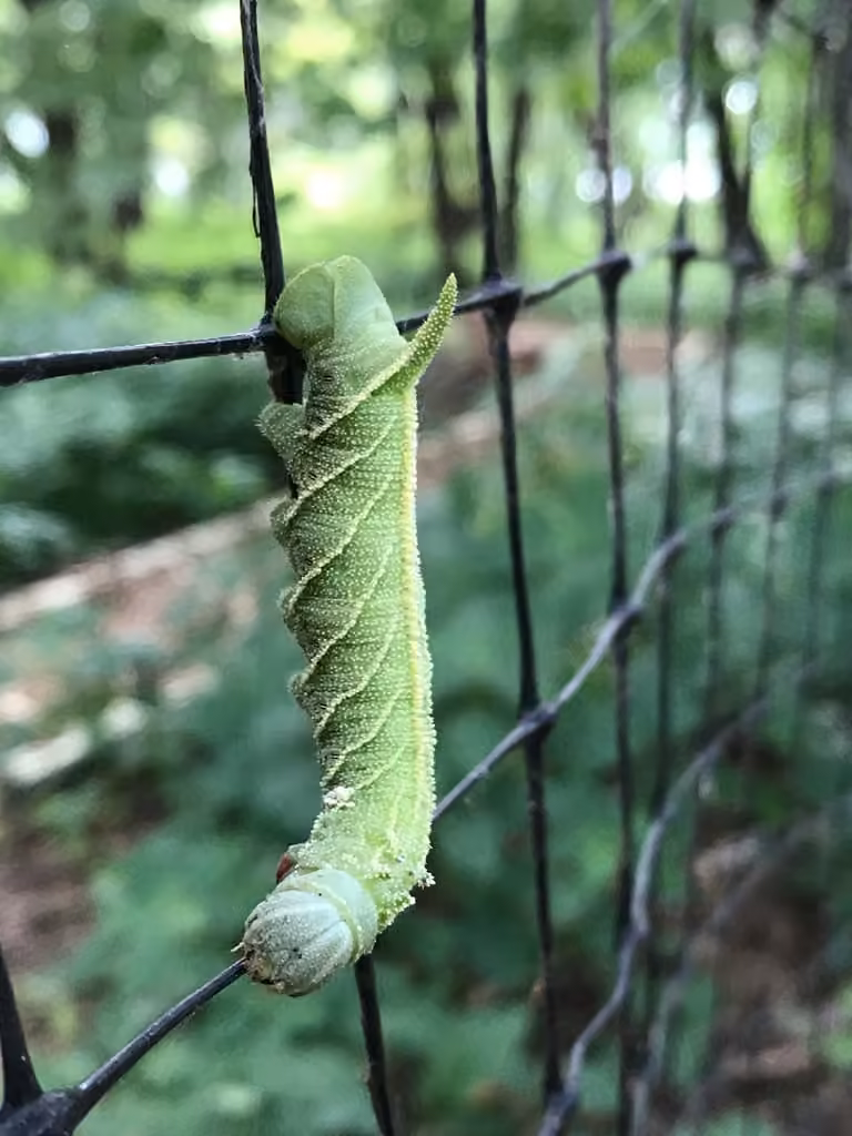 Elm Sphinx, Caterpillar
