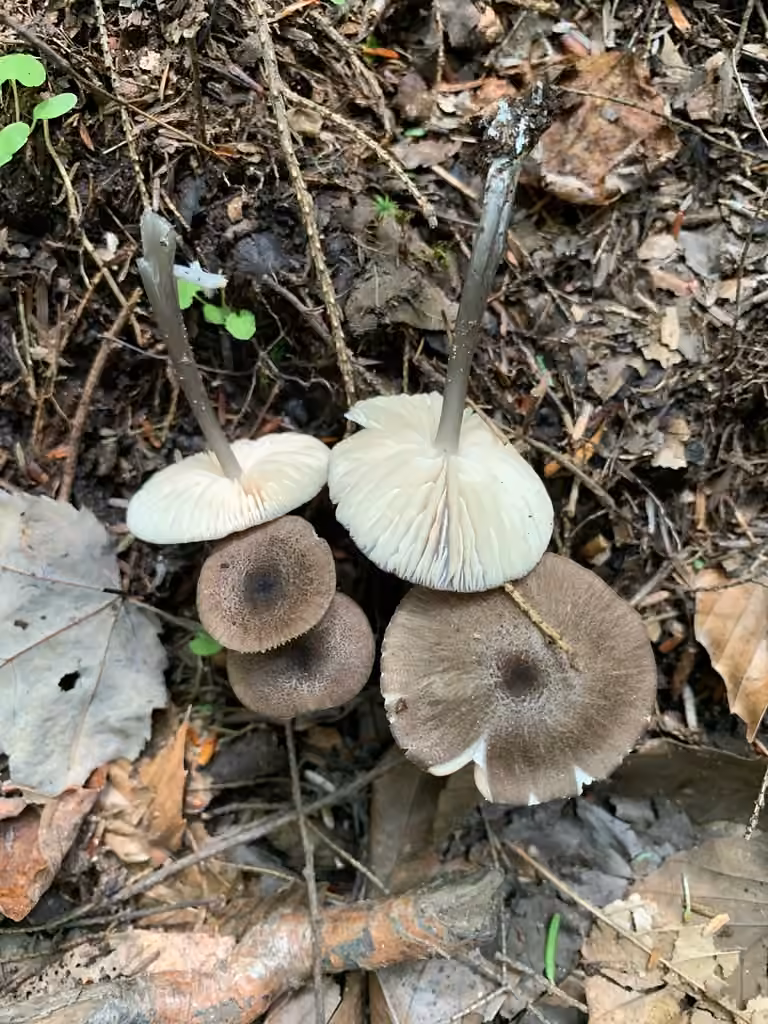 Entolome à stipe bleuté, photo 1 sur 5