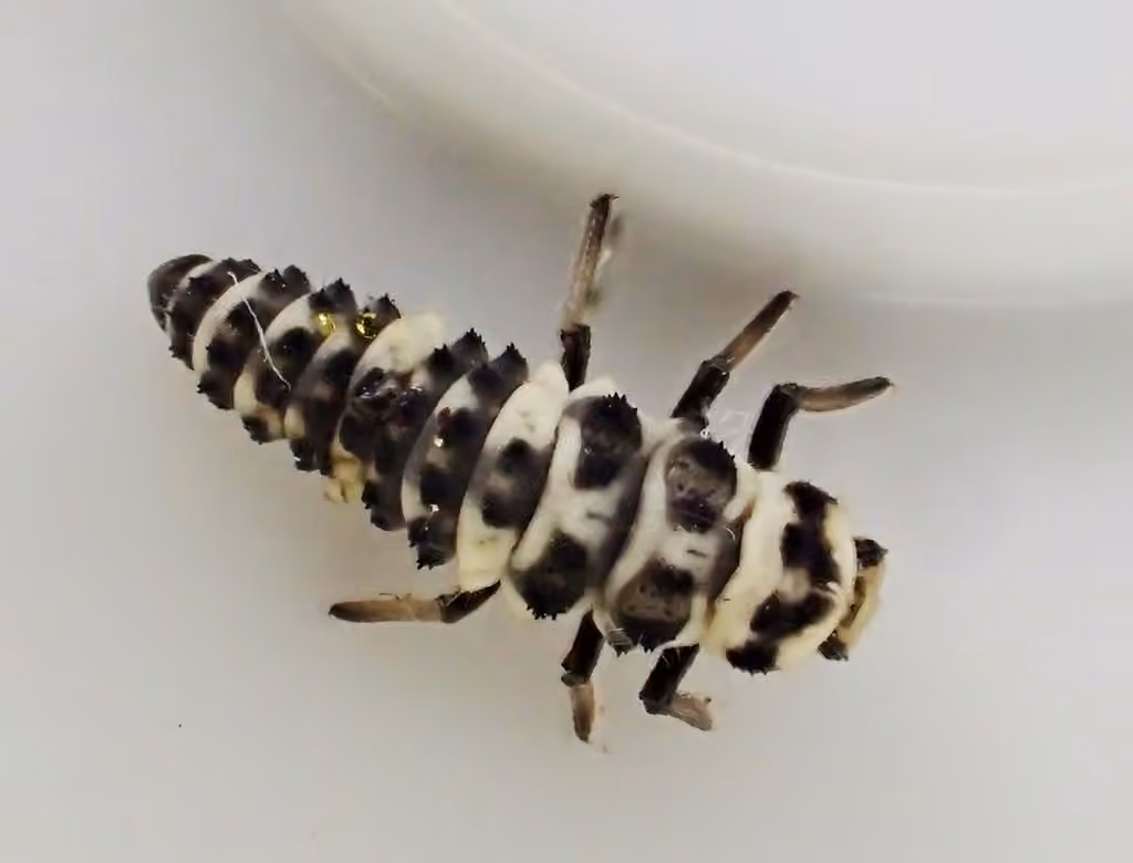 Coccinelle à trois bandes