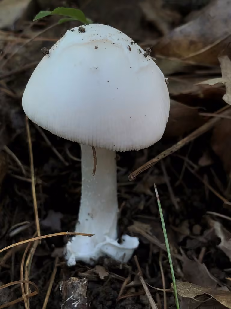 Amanite confondante, photo 3 of 5
