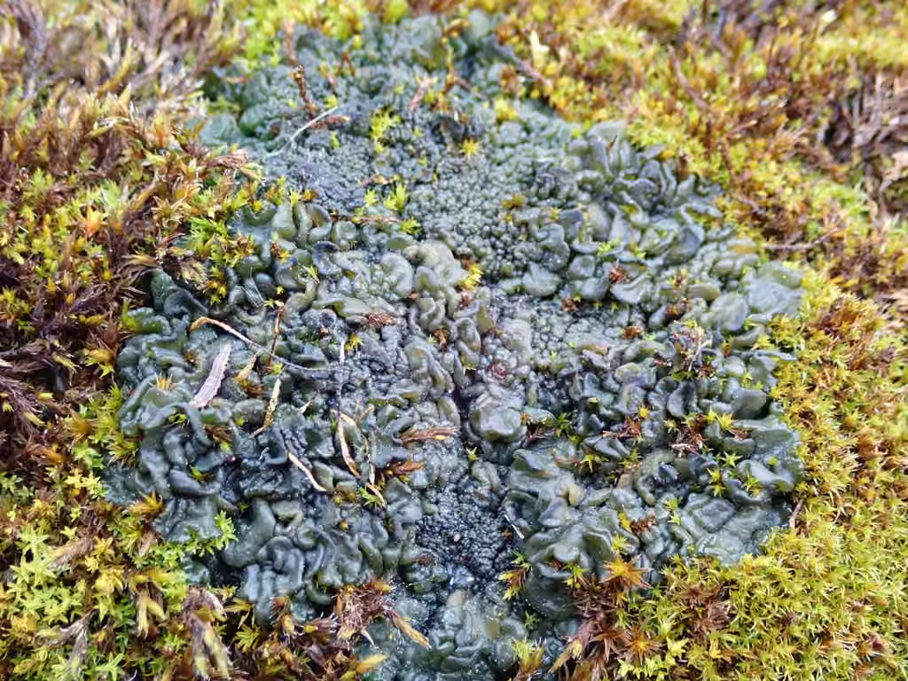 Jelly Lichen