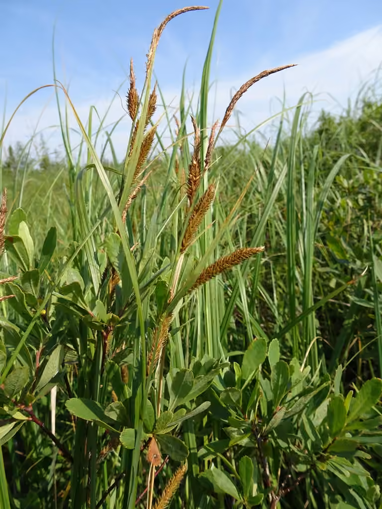 Carex dressé, photo 1 sur 5