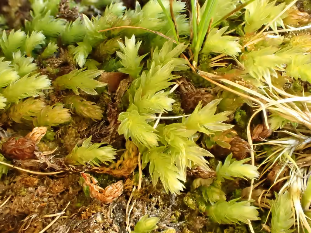 Thomson's calcareous moss, photo 1 of 5