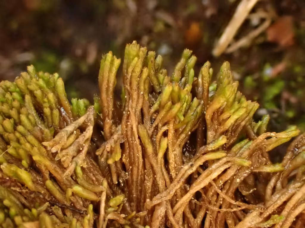 Braided Frostwort, photo 2 of 5