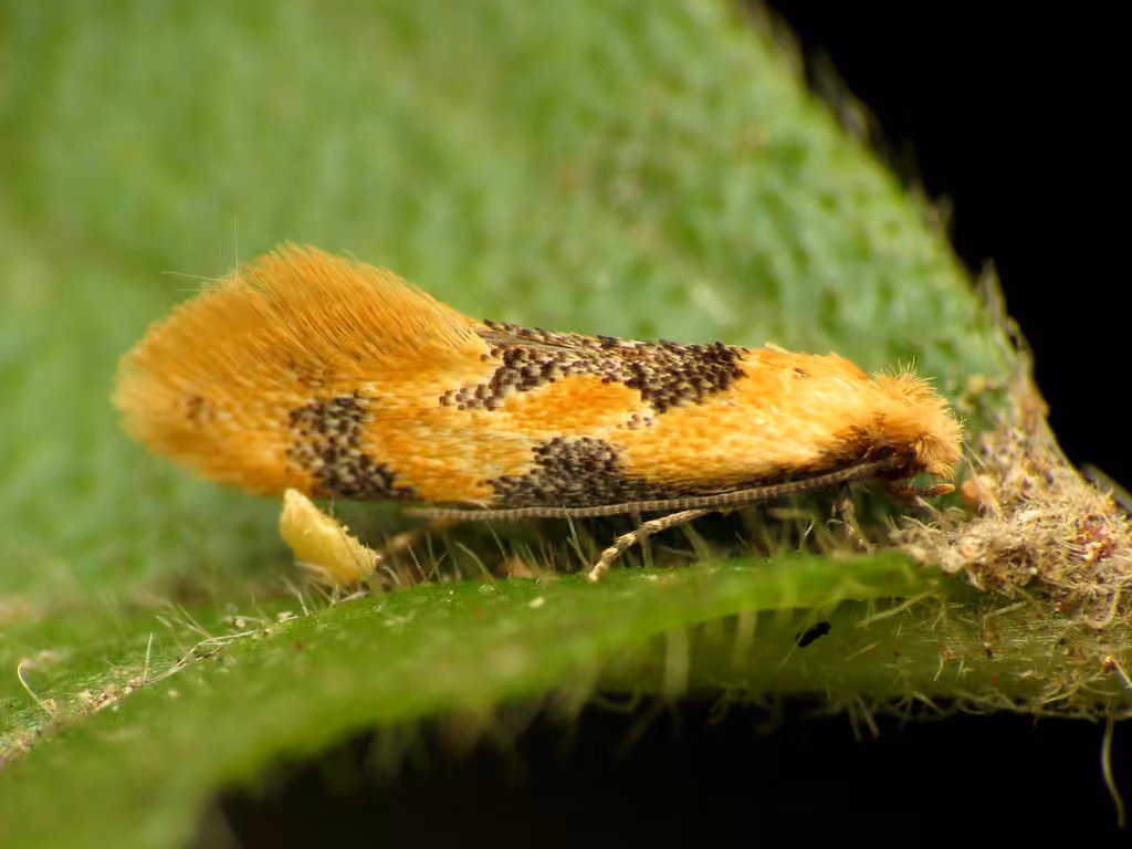 Yellow Wave Moth, Adult